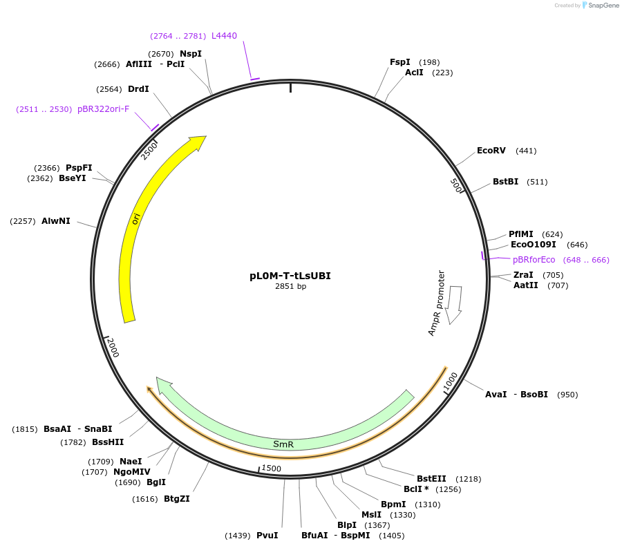 245484-plasmid-map-sequence-id-492312