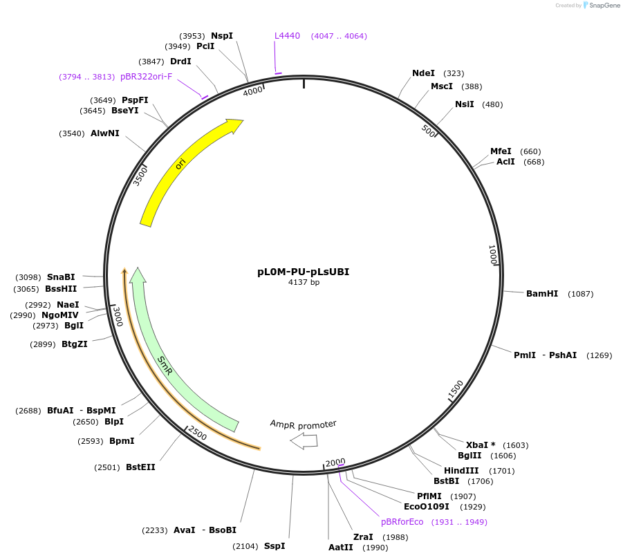 244448-plasmid-map-sequence-id-492318