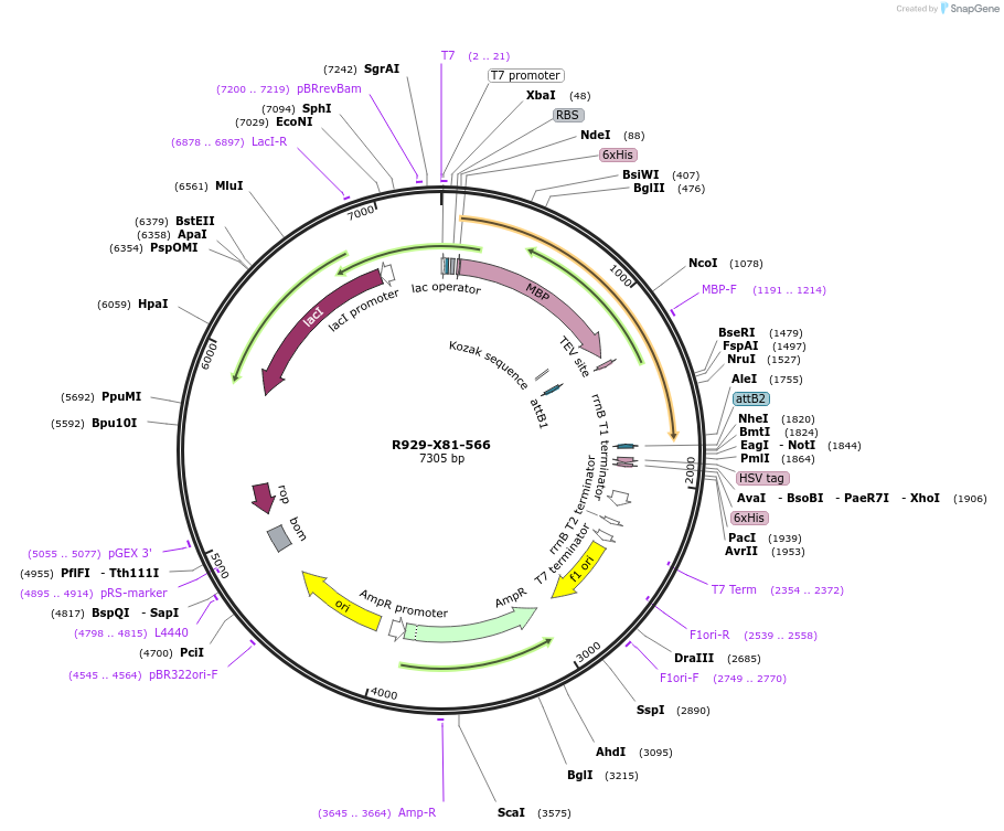 246651-plasmid-map-sequence-id-492320