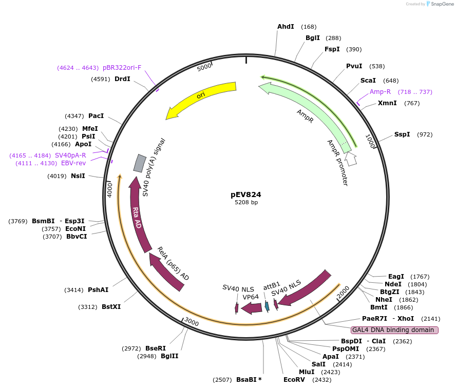 246453-plasmid-map-sequence-id-492323