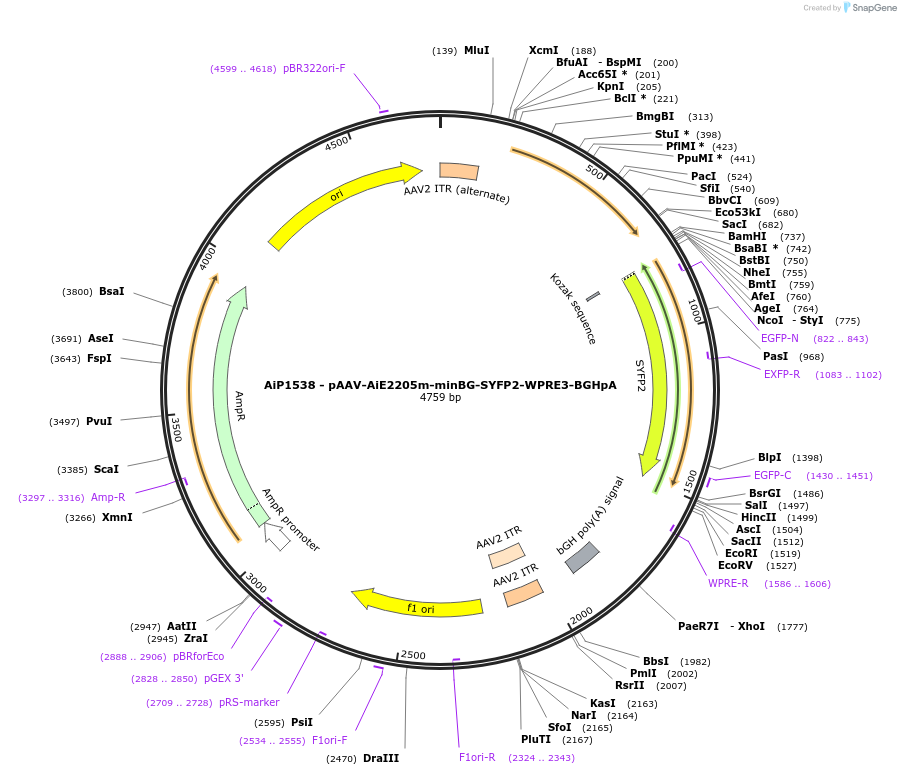 243019-plasmid-map-sequence-id-492324