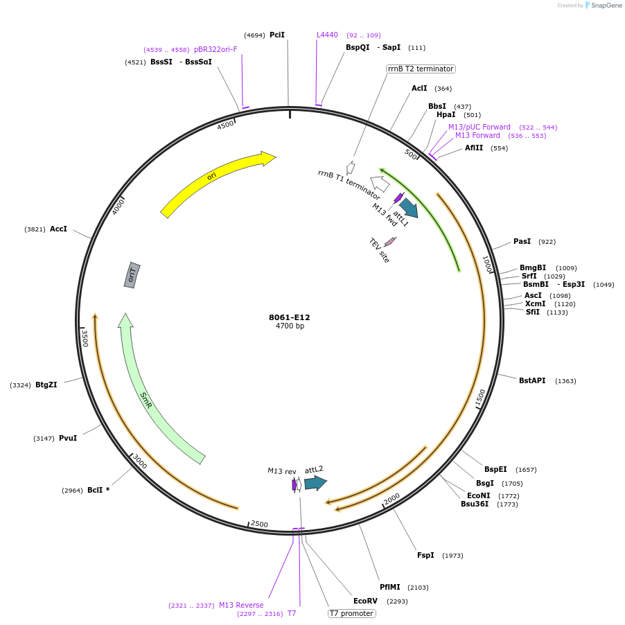 234249-plasmid-map-sequence-id-492340