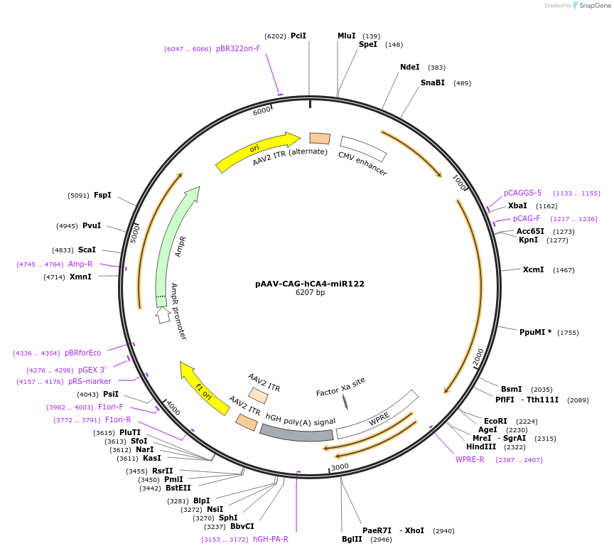 244908-plasmid-map-sequence-id-492353