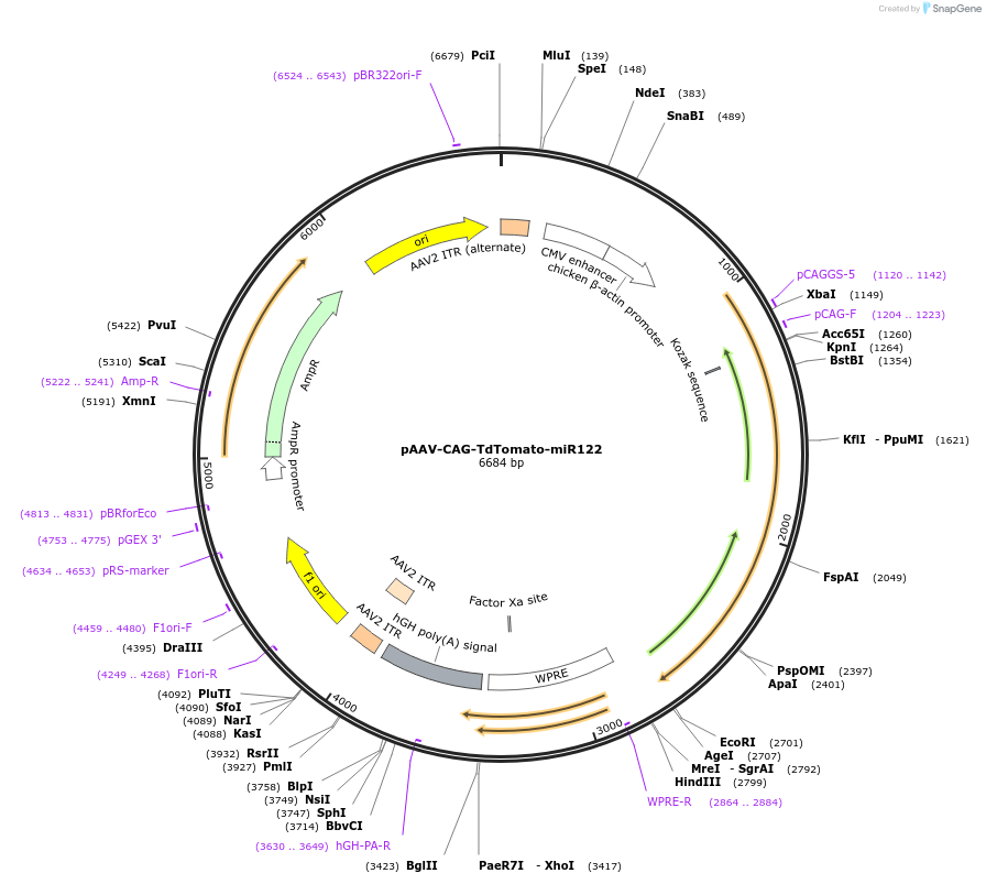 244909-plasmid-map-sequence-id-492354