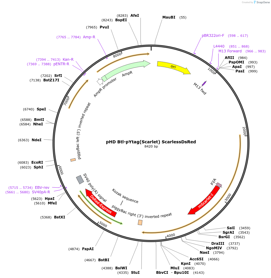 244937-plasmid-map-sequence-id-492360