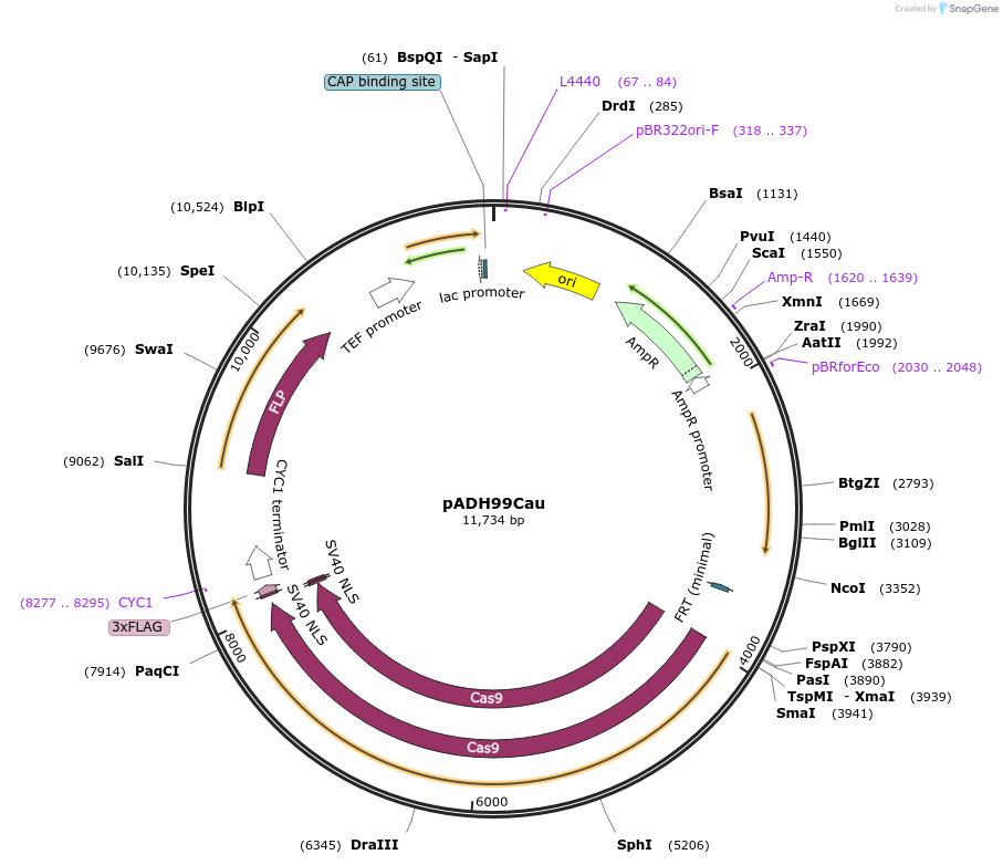 244807-plasmid-map-sequence-id-492361
