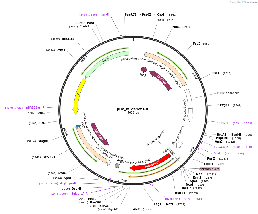 242970-plasmid-map-sequence-id-492366
