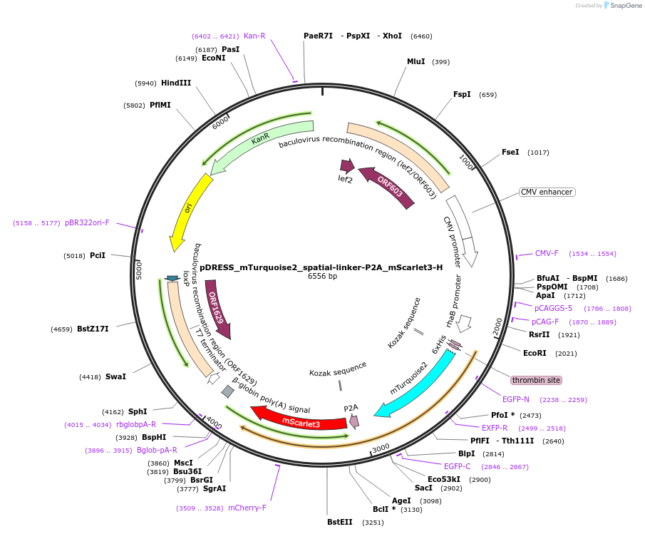 242971-plasmid-map-sequence-id-492367
