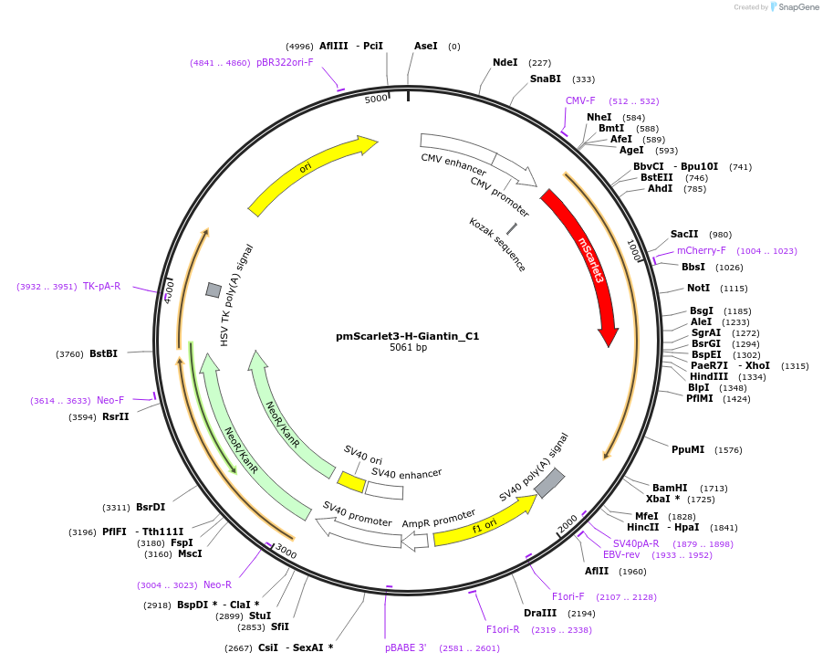 242973-plasmid-map-sequence-id-492370
