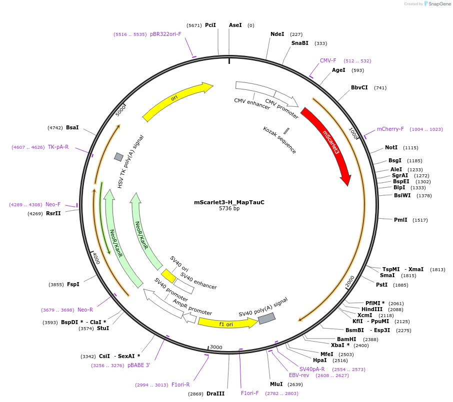 242974-plasmid-map-sequence-id-492372
