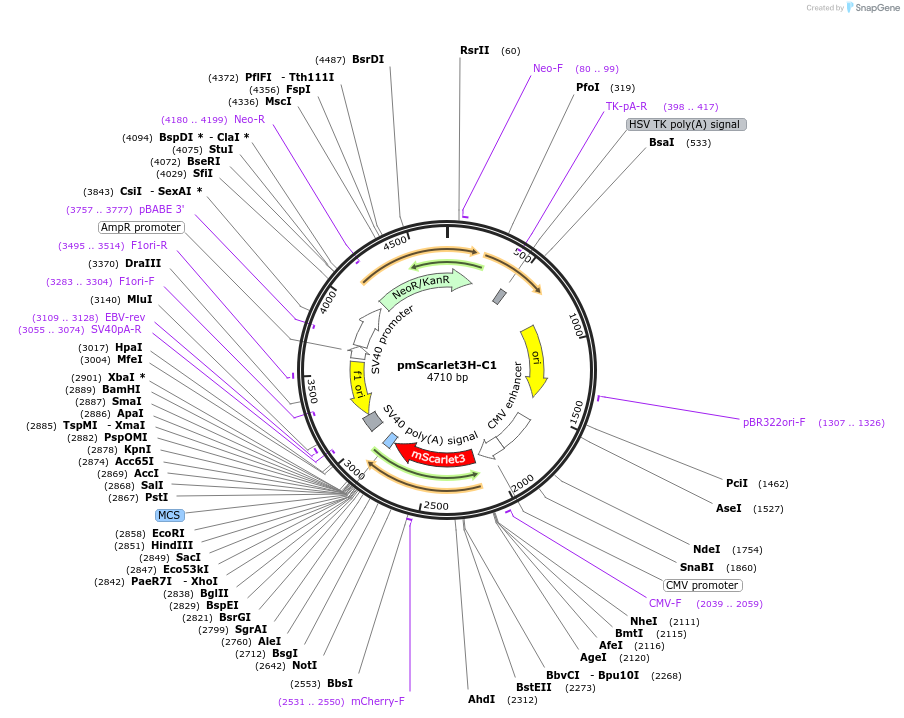 242975-plasmid-map-sequence-id-492373