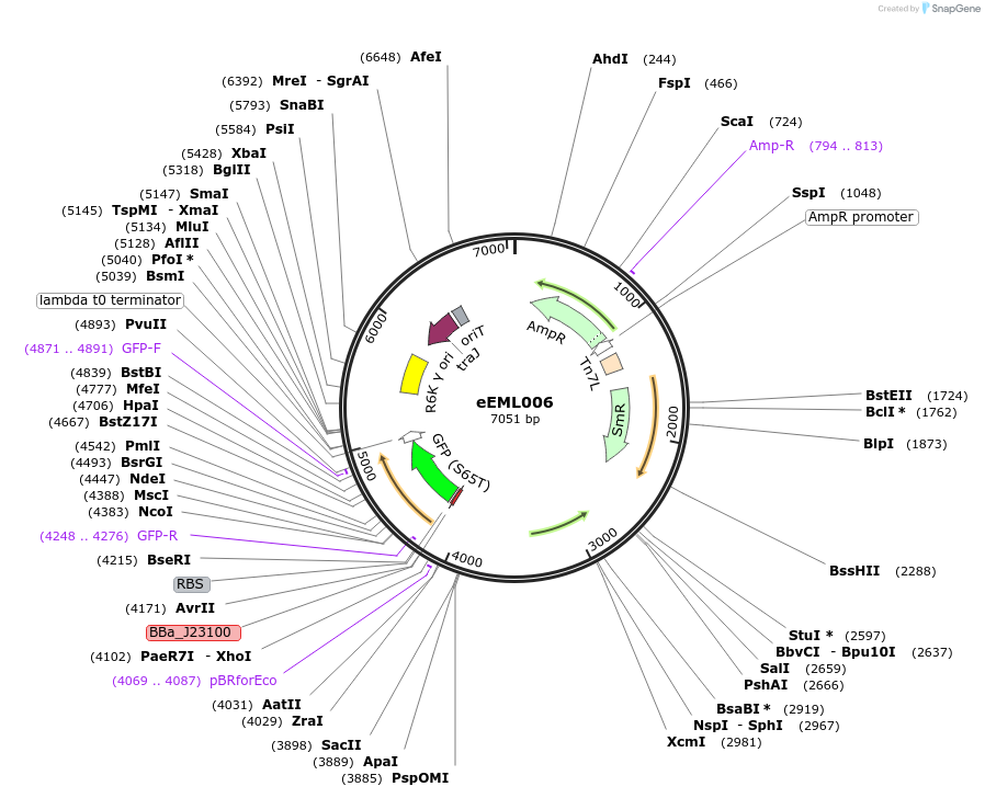 238407-plasmid-map-sequence-id-492374