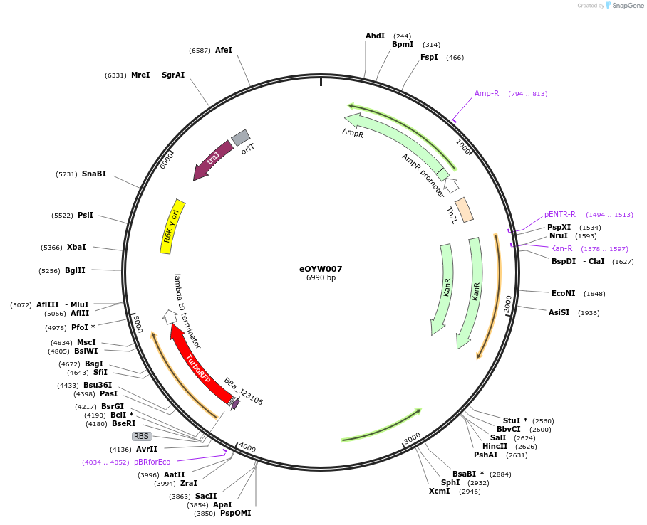 238388-plasmid-map-sequence-id-492375