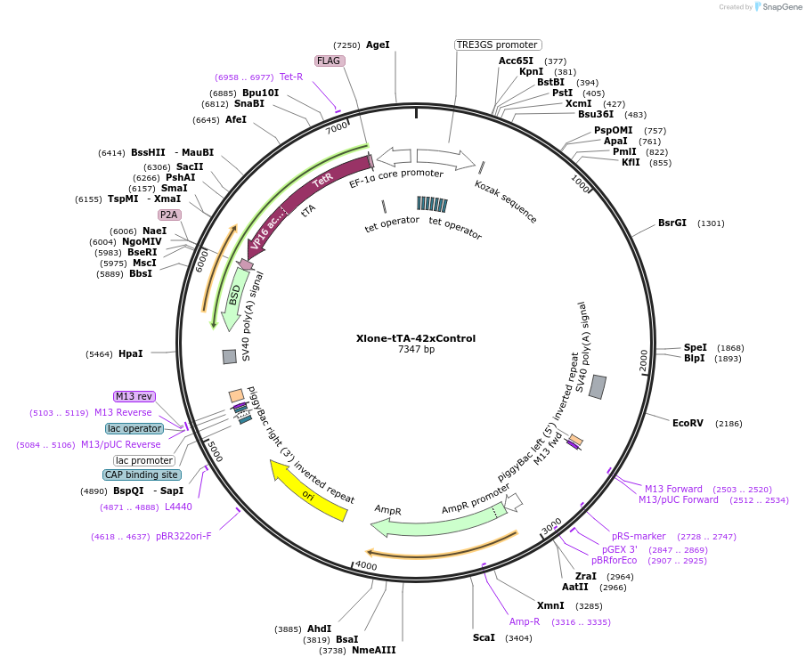 245729-plasmid-map-sequence-id-492405