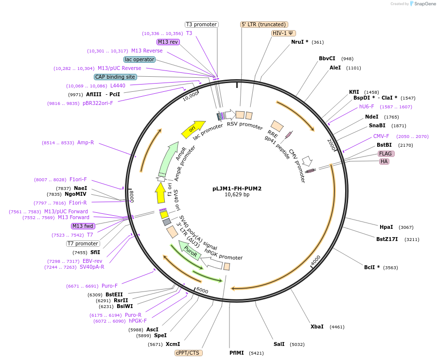 245723-plasmid-map-sequence-id-492407