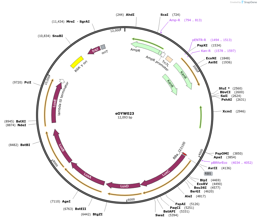 238404-plasmid-map-sequence-id-492409