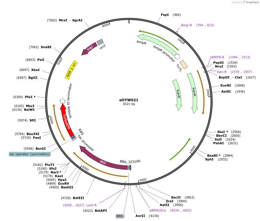 238402-plasmid-map-sequence-id-492410