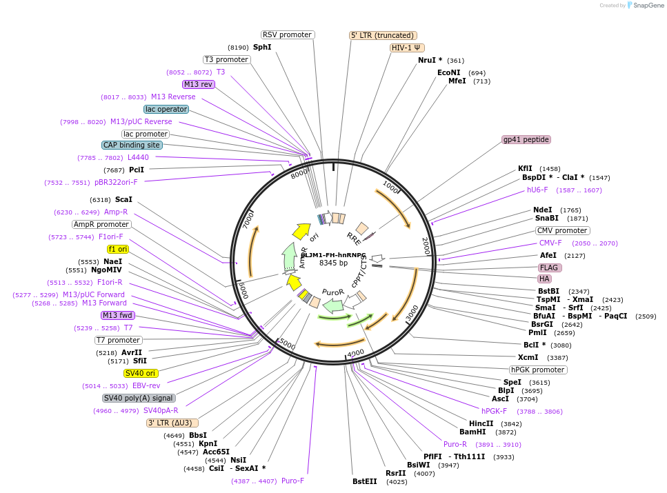 245722-plasmid-map-sequence-id-492411