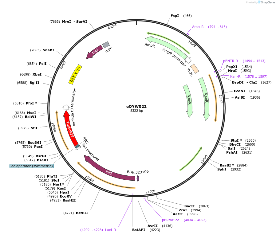 238403-plasmid-map-sequence-id-492413