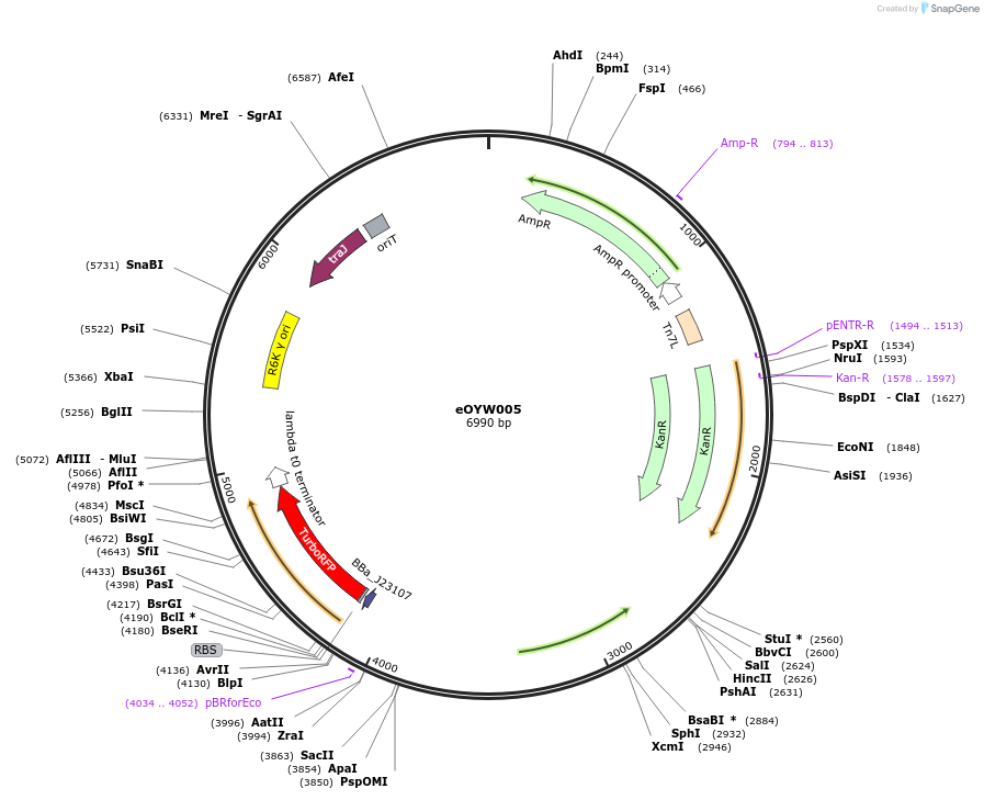 238386-plasmid-map-sequence-id-492415