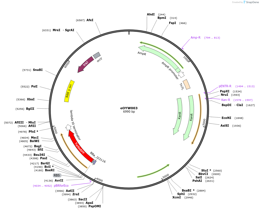 238384-plasmid-map-sequence-id-492416