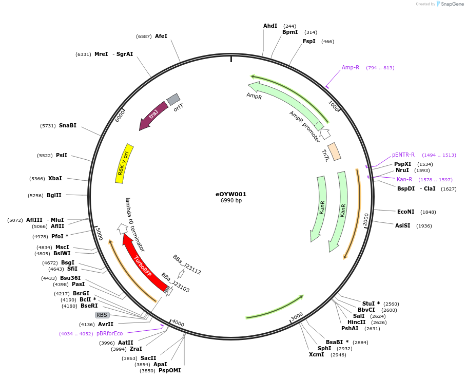 238382-plasmid-map-sequence-id-492419