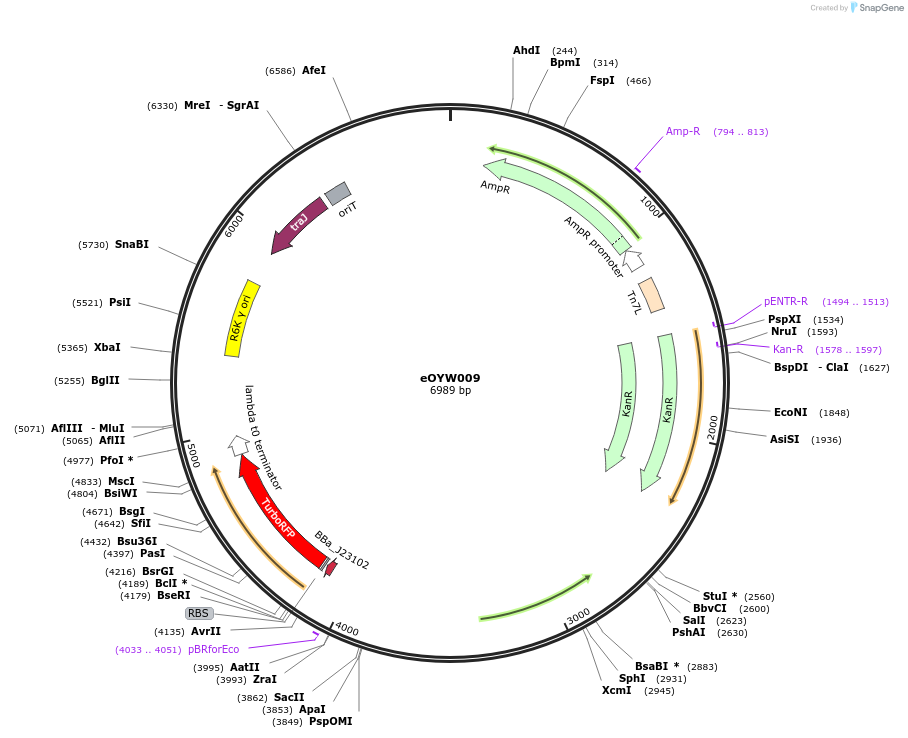 238390-plasmid-map-sequence-id-492423