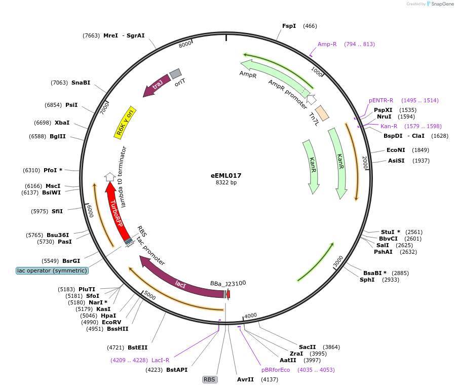 238401-plasmid-map-sequence-id-492428