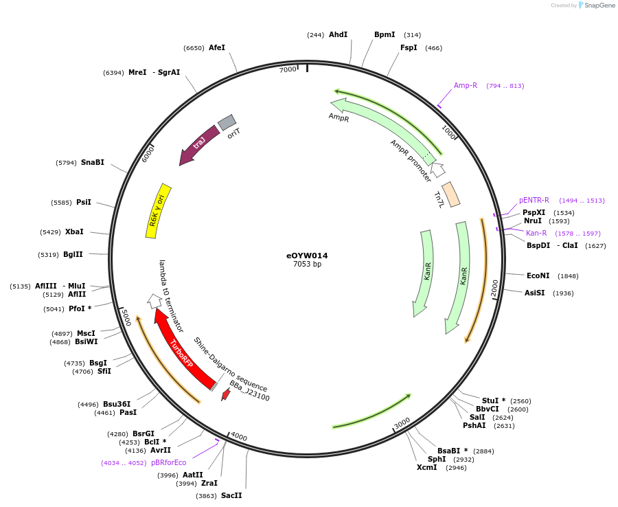 238394-plasmid-map-sequence-id-492431