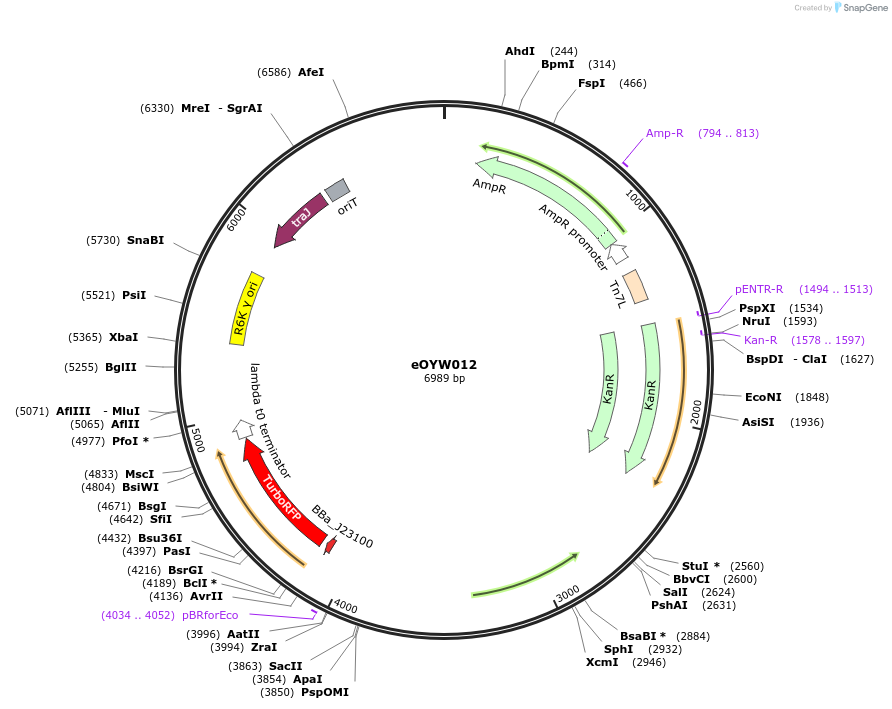 238392-plasmid-map-sequence-id-492432