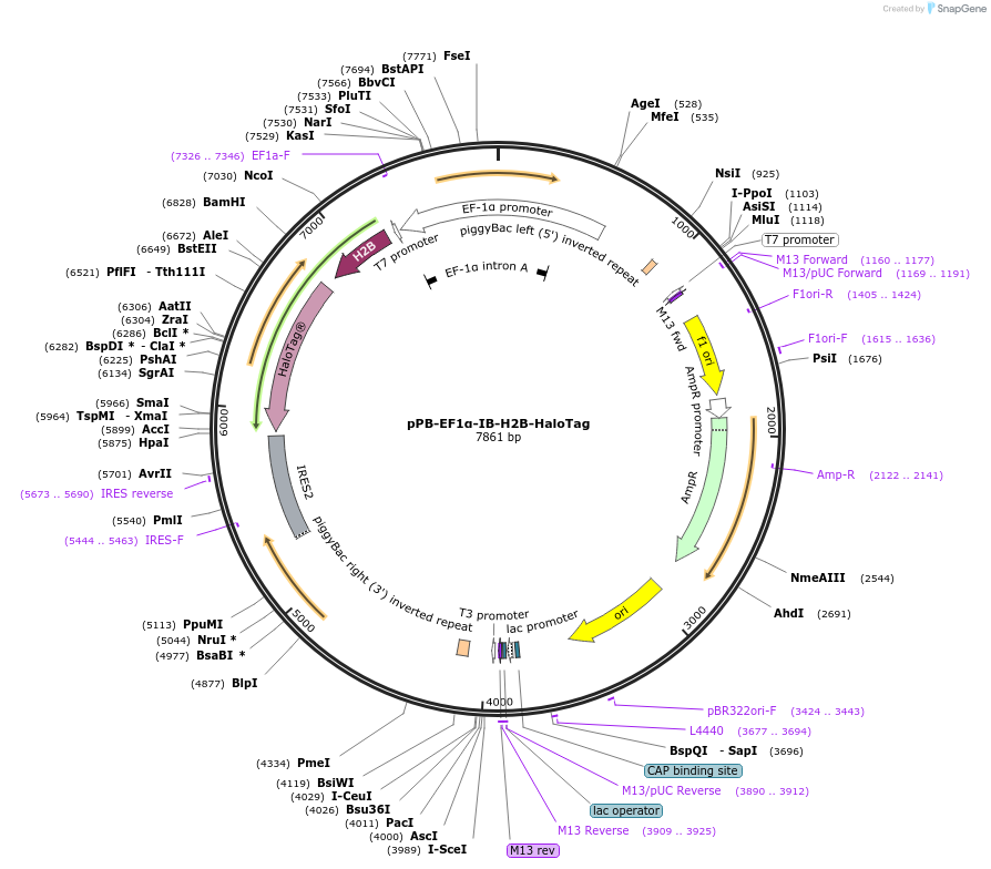 247449-plasmid-map-sequence-id-492434