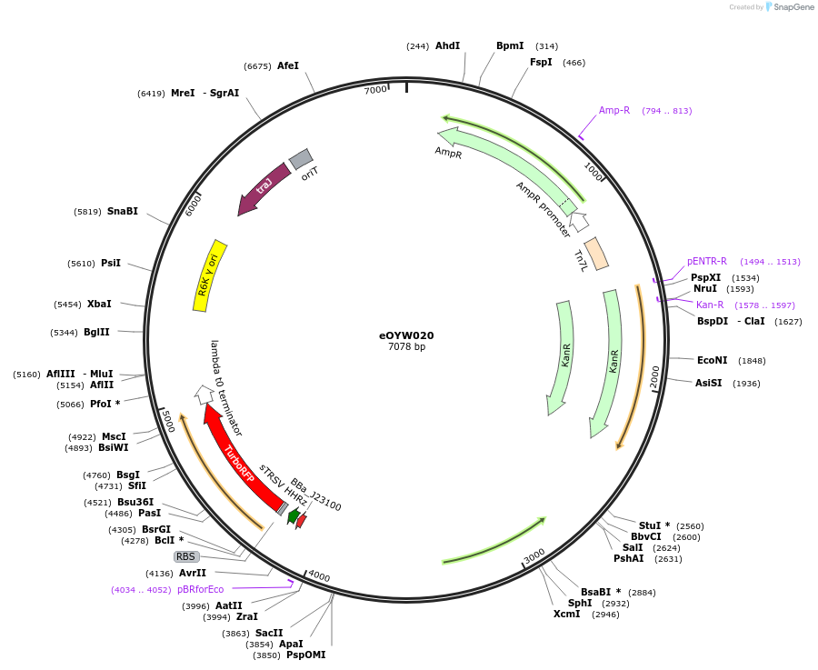 238400-plasmid-map-sequence-id-492435