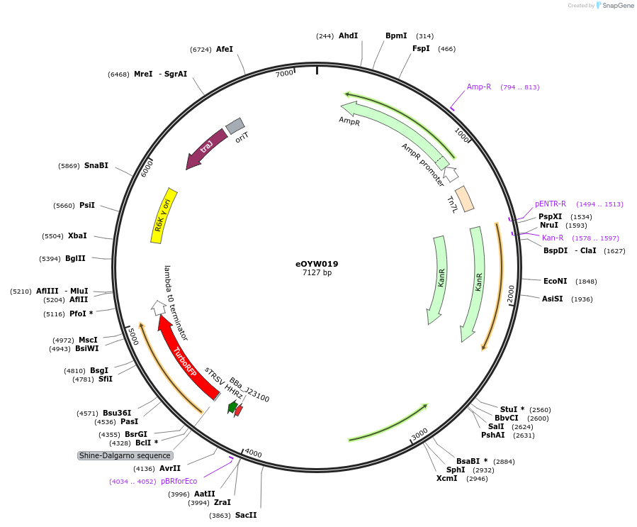 238399-plasmid-map-sequence-id-492437