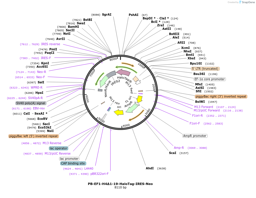 247451-plasmid-map-sequence-id-492441