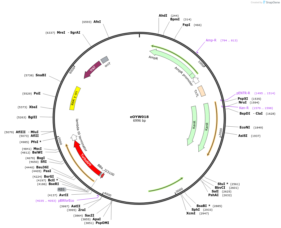 238398-plasmid-map-sequence-id-492443