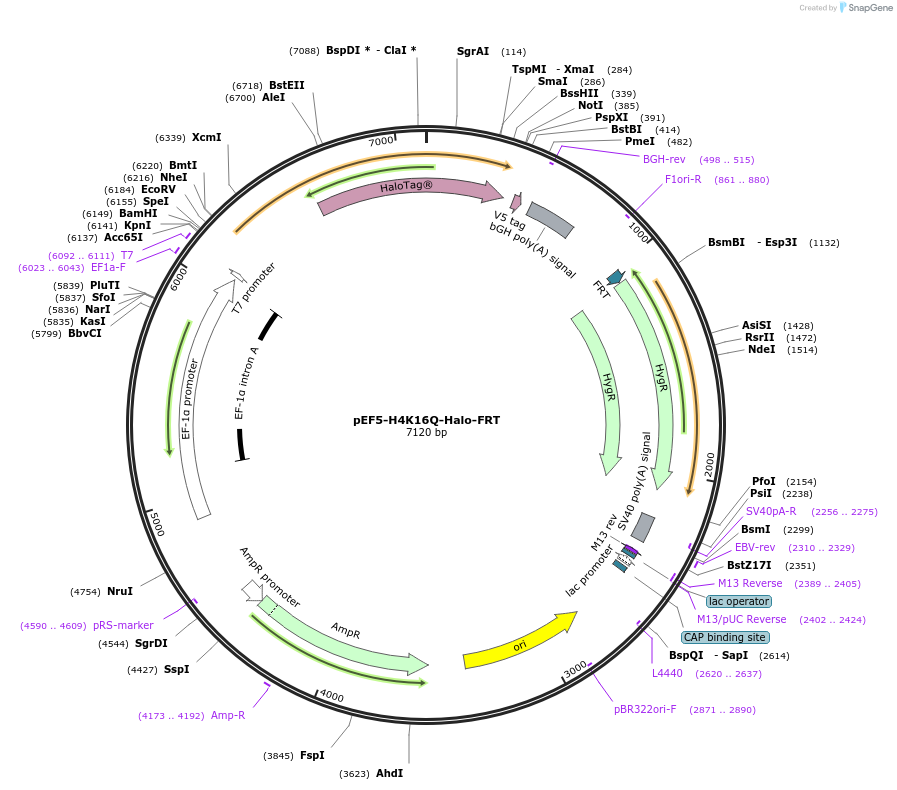 247458-plasmid-map-sequence-id-492503