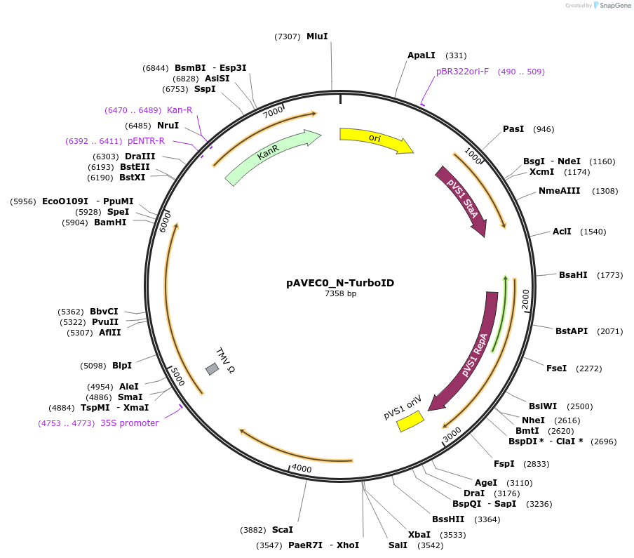 231261-plasmid-map-sequence-id-492506