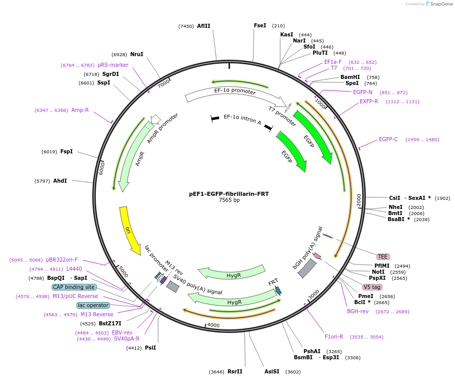 247341-plasmid-map-sequence-id-492508
