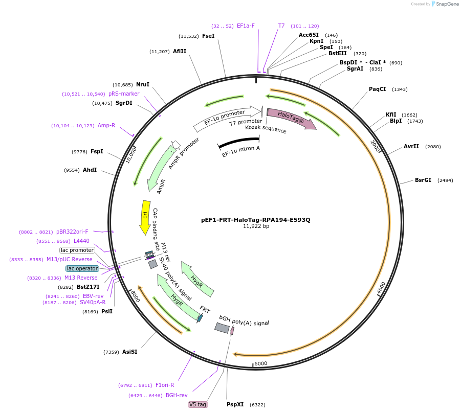 247349-plasmid-map-sequence-id-492509