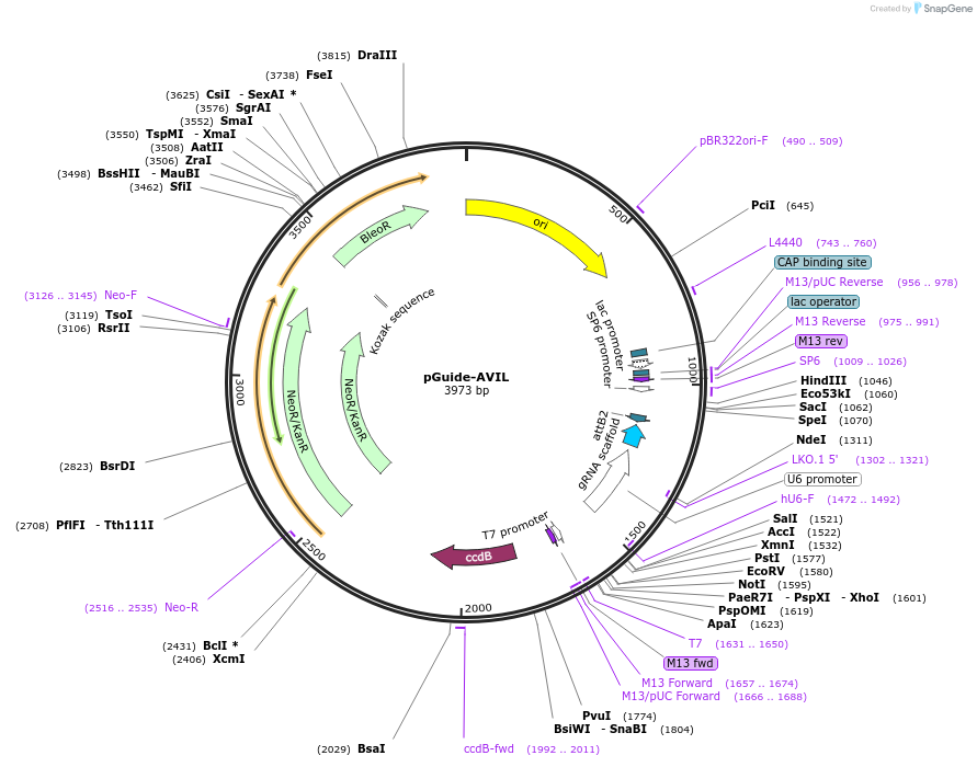 246656-plasmid-map-sequence-id-492515