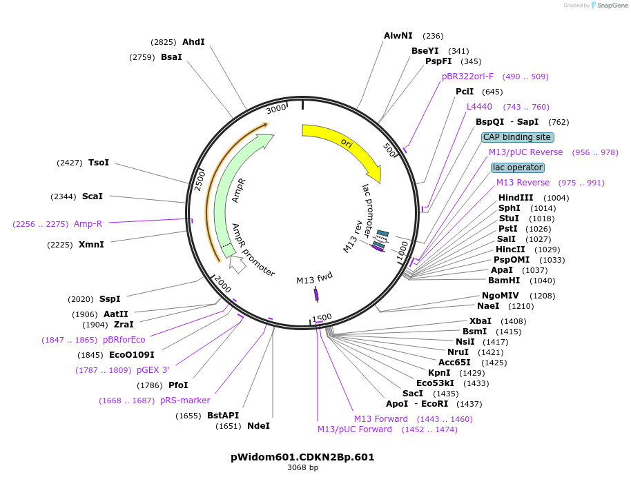 247019-plasmid-map-sequence-id-492516
