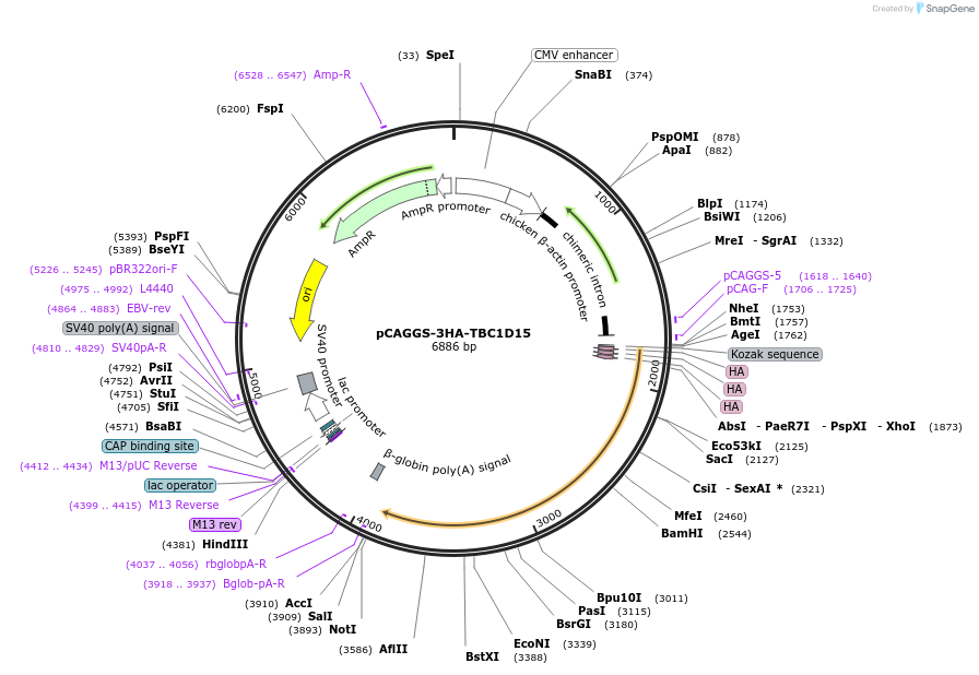 246262-plasmid-map-sequence-id-492517
