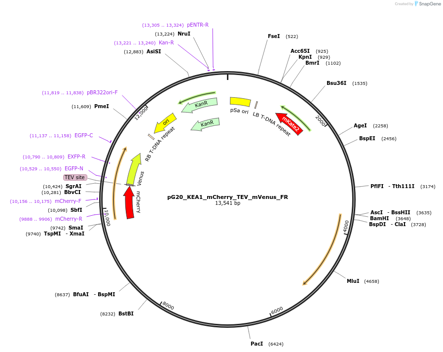 244957-plasmid-map-sequence-id-492520