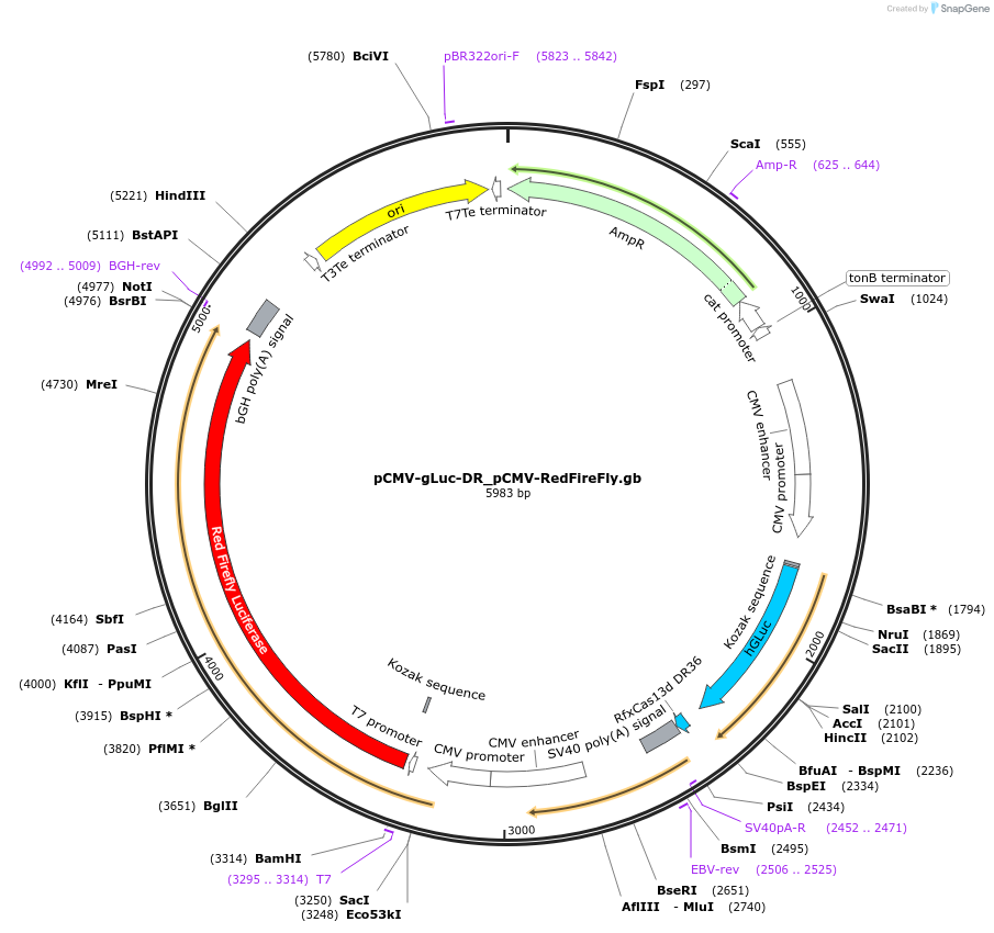 242435-plasmid-map-sequence-id-492543