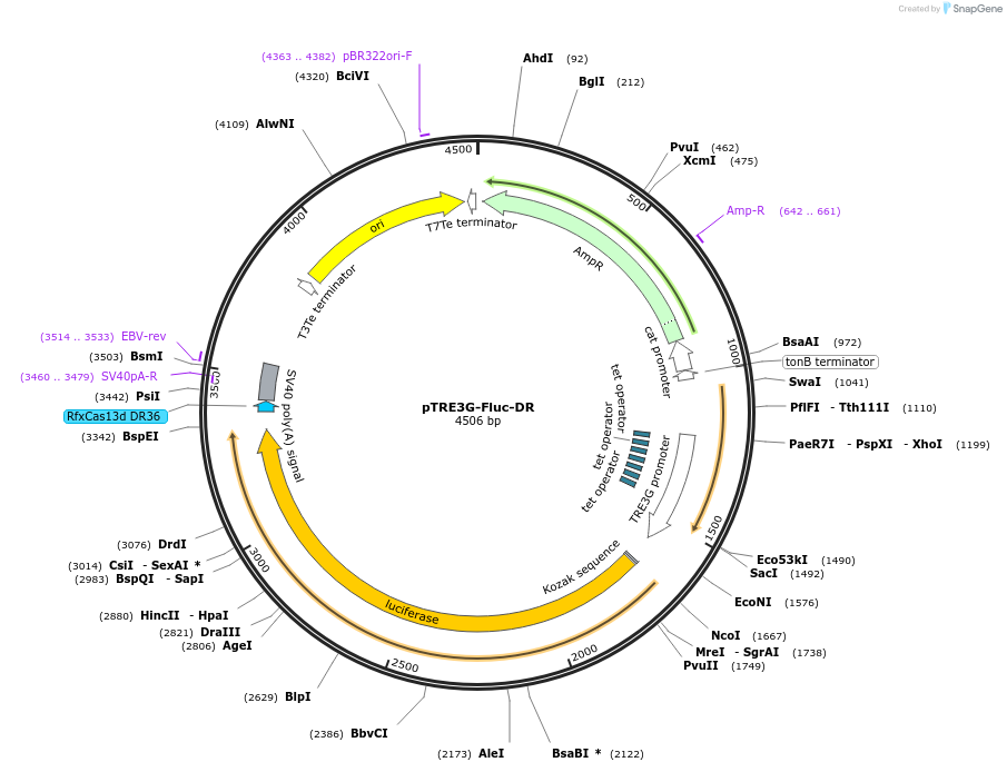 242434-plasmid-map-sequence-id-492545