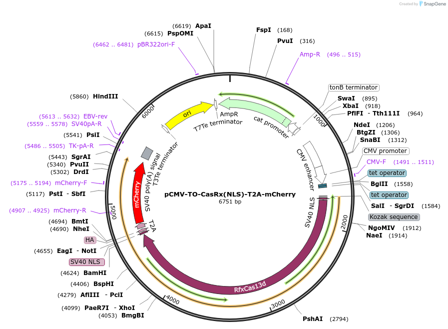 242433-plasmid-map-sequence-id-492546