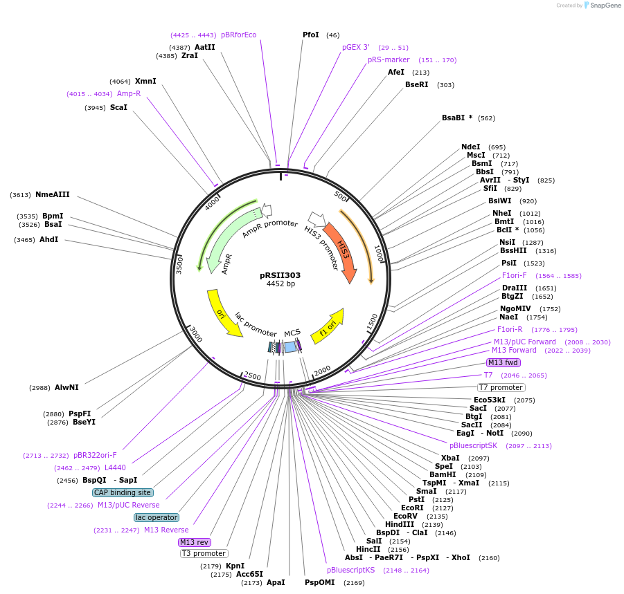 35435-plasmid-map-sequence-id-49255