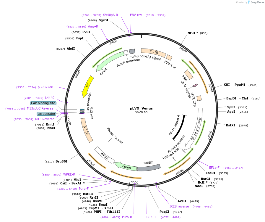 247758-plasmid-map-sequence-id-492564