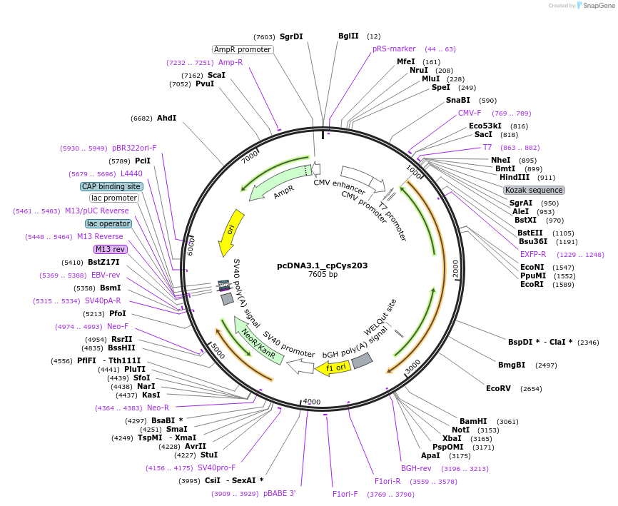 247759-plasmid-map-sequence-id-492566