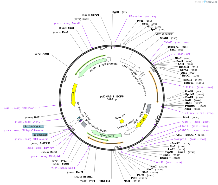 247760-plasmid-map-sequence-id-492574